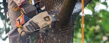 Best Tree Disease Treatment  in Newport News, VA