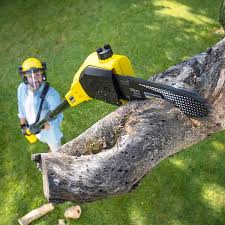 Best Tree Trimming and Pruning  in Newport News, VA