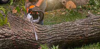 Best Tree Mulching  in Newport News, VA
