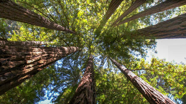 Trusted Newport News, VA Tree Services Experts