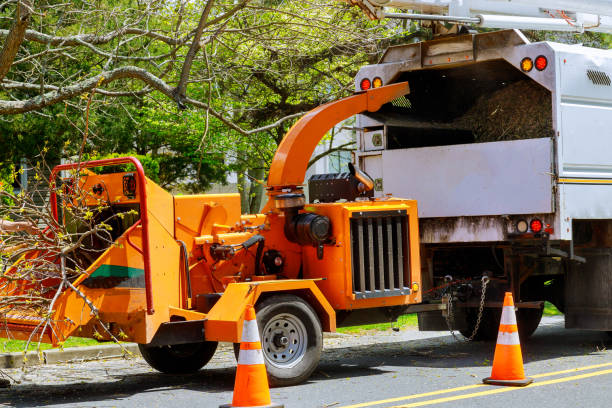 Best Tree Maintenance Programs  in Newport News, VA