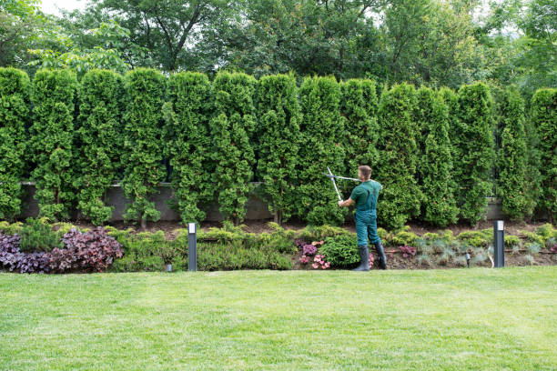 Best Lawn Drainage Solutions  in Newport News, VA