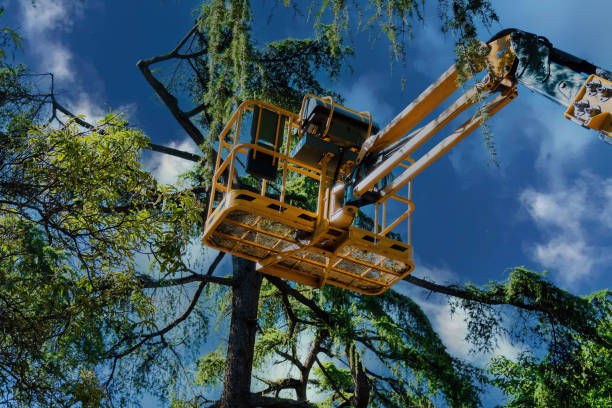 Leaf Removal in Newport News, VA