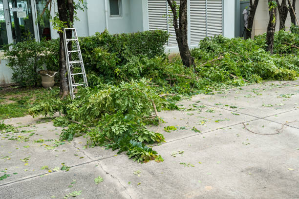 Best Seasonal Cleanup (Spring/Fall)  in Newport News, VA