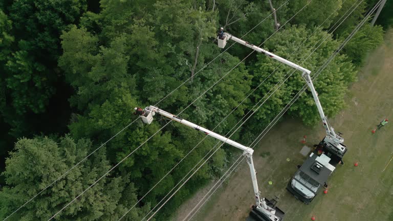  Newport News, VA Tree Services Pros