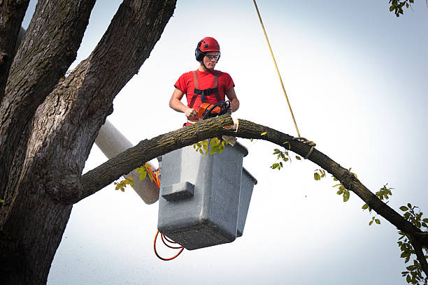 How Our Tree Care Process Works  in  Newport News, VA