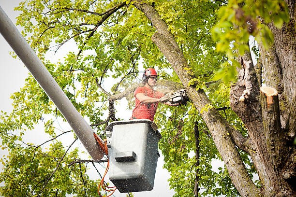 Best Tree Preservation Services  in Newport News, VA
