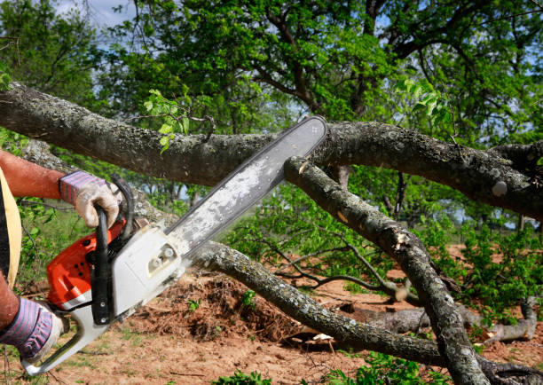 Best Commercial Tree Services  in Newport News, VA