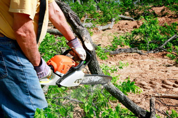 Best Firewood Processing and Delivery  in Newport News, VA
