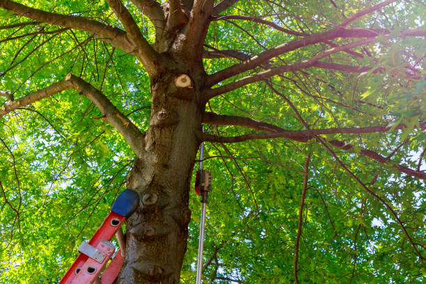 Best Tree and Shrub Care  in Newport News, VA